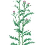 Spear Thistle