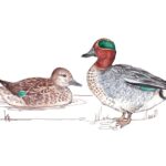 Teal Duck female and male