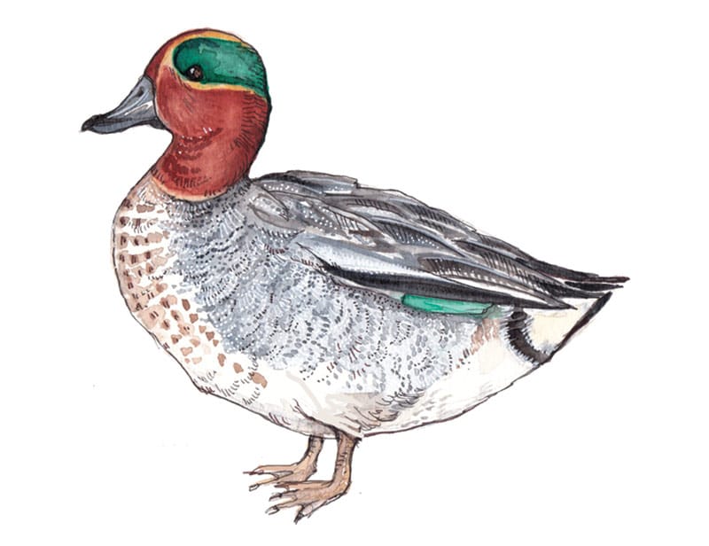 Teal male