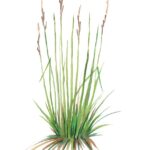 Tussock Sedge