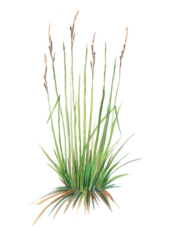 Tussock Sedge