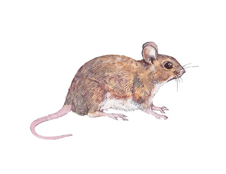 Wood Mouse