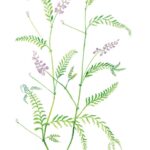 Wood Vetch