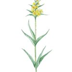 Yellow Loosestrife