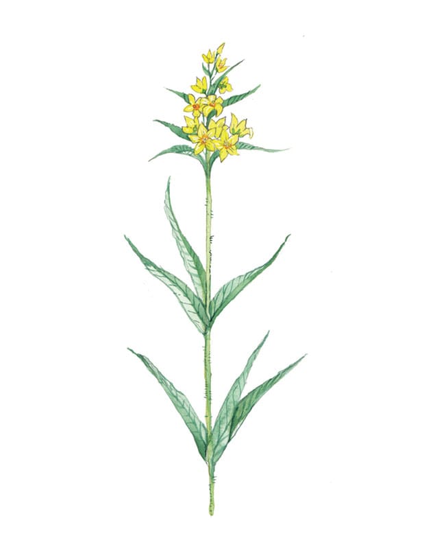 Yellow Loosestrife