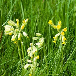 Cowslips